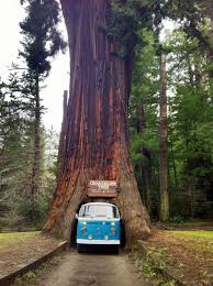 Today it is one of the. Drive Through A Redwood