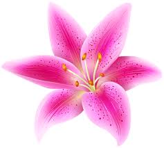 Pink Lily Flower Transparent Png Clip Art Image Pink Lily Flower Lily Flower Flower Background Iphone