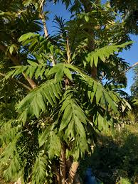 Image result for Bocconia arborea