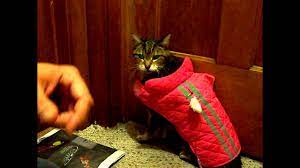 How To Give Sub Q Subcutaneous Fluids To Your Squirmy Cat Or Pet Youtube