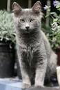 Grey and White Cat Breeds: Easy-to-Follow Guide