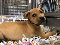Little did we know how many puppy mills are in production, and how directly linked they are to puppy purchases in the states and internationally. Trevor Squire On Twitter The Animal Humane Society Is Hosting An Open House In Golden Valley For National Shelter Week Take A Look At Their Facilities Pet Some Animals Maybe Take One