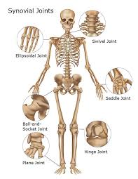 Where Are Synovial Joints Found Synovial Joints Of The Skeletal System Skeletal Joints Anatomy Human Anatomy