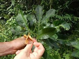 Image result for Balfourodendron