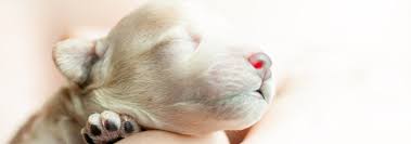 Newborn Puppy Care 5 Things You Need To Know Hill S Pet