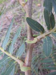 Image result for Brachystegia longifolia