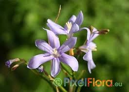 Image result for Moraea elliotii