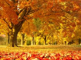Download transparent wallpaper png for free on pngkey.com. Nature Png Hd 1800x1350 Wallpaper Teahub Io