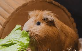 The bodies of guinea pigs are built only to consume vegetables and fruits, which means they can't eat dairy products, eggs, or. How Much Lettuce Should I Feed My Guinea Pig