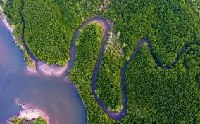 These Scientists Did More Than Tell Us We Were Doomed Mangrove Forest Ecosystems Forest Photos