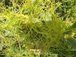 Image result for Cuscuta cassytoides