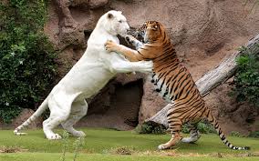 Tigers Wallpaper Id 288708 Wallapper Abyss Pet Tiger Bengal Cat Animals