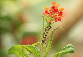 Good annual candidates for a butterfly garden include creeping zinnia (sanvitalia procumbens) , marigold ( tagetes spp.), mealycup sage ( salvia farinacea ), mexican. How To Get Rid Of Caterpillars 4 Natural Methods Bob Vila