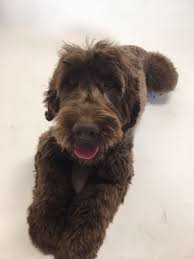 We did not find results for: Wavy Harmony Original Australian Labradoodle Hundezucht