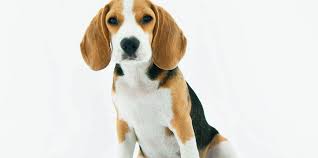 They can go a week without food, and a3 days without water, though it is painful. How Long Can A Dog Live Without Food