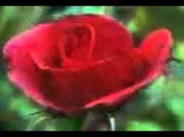 Hasil gambar untuk animasi bunga mekar bergerak