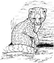 Baby Cheetah Coloring Page Super Coloring Zoo Animal Coloring Pages Animal Coloring Pages Baby Coloring Pages