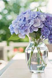 Hydrangeas Pretty Flowers Flower Arrangements Beautiful Flowers