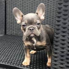 Find a dog near me. Miniature French Bulldog Puppies For Sale Uk Popular Breeds Of Dogs Cute French Bulldog French Bulldog Facts Fawn French Bulldog