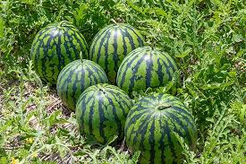 Brusca cassia occidentalis es una planta cultivada en los trópicos de américa, áfrica y asia. Brusca Caida De Precios En El Eduador De La Campana De Melon Y Sandia