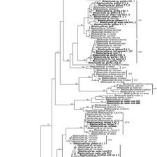 Image result for Balantoides Coli