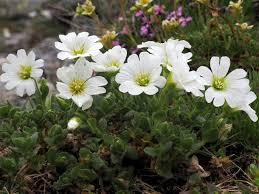 Image result for Cerastium afromontanum