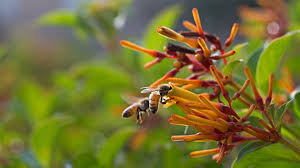 Check spelling or type a new query. Bees For National Honey Bee Day Bing Gallery