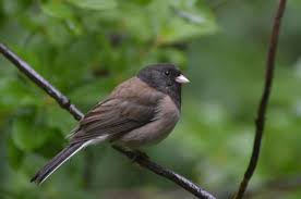 Birds Of Northern Illinois Identification Deju Reago Mclarren Click To Enlarge Backyard Birds Bird Identification Male Bird