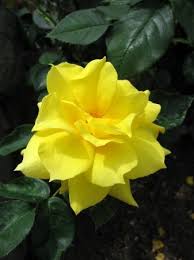 Yellow Camellia Flower In Full Bloom Camellia Flower Flowers Yellow Flowers