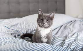 Your cat is basically your baby—just with way more fur—so it should come as no surprise than many of the world's most popular cat names are some of the world's most popular (human) baby names, too. 63 Grey Cat Names For Silvery Felines Great Pet Care