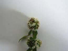 Image result for Spermacoce thymoidea