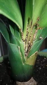 I have a clivia plant, or kaffir lily, and would like to know something about its culture. Ask A Question Forum Clivia Miniata Garden Org