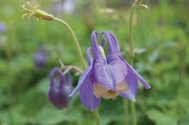 Image result for Aquilegia flabellata ministar