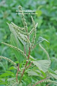 Image result for Amaranthus dubius