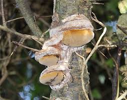 Image result for Phellinus pomaceus