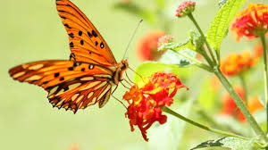 Check spelling or type a new query. Orange Butterfly Wallpapers Top Free Orange Butterfly Backgrounds Wallpaperaccess