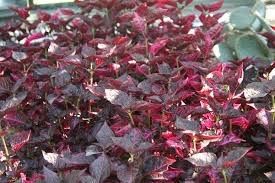 Image result for Iresine herbstii