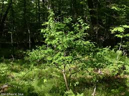 Image result for Lasiodiscus palustris