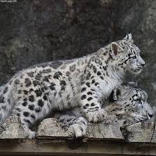 We have gathered complete set of snow leopard facts for kids that will provide you. Snow Leopard Facts Lesson For Kids Study Com