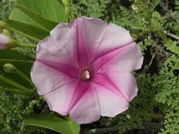 Image result for Ipomoea pes-caprae