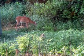 The white tail deer have begun eating my kennebec potato leaves. Gardening With Deer Goffle Brook Farms