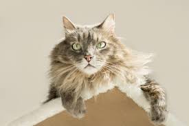 Vasilisa and yelisey cats in st. Siberian Cat Facts
