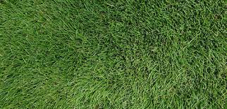 I wrote this article about zoysia grass and sent it to my newsletter list. How To Care For Zoysia Grass