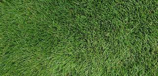 The lawn should be watered daily for at least three weeks to keep the seeds moist. How To Care For Zoysia Grass