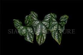 Image result for Cercestis congensis