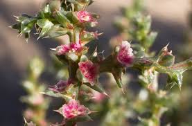 Image result for Salsola