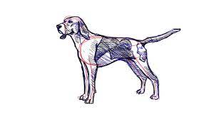 The majestic and unique afghan hound is a breed surrounded by legends, fantasies and incredible stories. How To Draw An American Coonhound Youtube