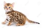 Bengal Kittens For Sale by Reputable Breeders | Pets4You