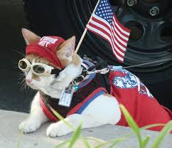 Featured Products Patriotic Cat Cat Adoption Cool Cats