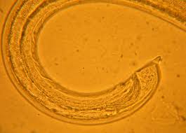 Image result for Disperis sp. nov. aff. bifida